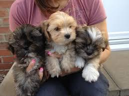 Attractive Lhasa Apso Puppies for sale whatsapp by text or call +33745567830 - Dublin Dogs, Puppies