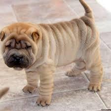 Adorable Chinese Shar-Pei Puppies for sale whatsapp by text or call +33745567830 - Dublin Dogs, Puppies