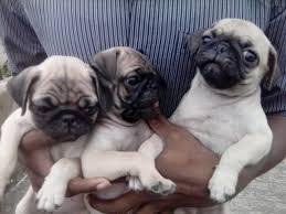 Lovely Pug Puppies for Pet sale whatsapp by text or call +33745567830 - Dublin Dogs, Puppies