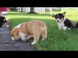 Adorable Pembroke Welsh Corgi Puppies for sale whatsapp by text or call +33745567830 - Zurich Dogs, Puppies