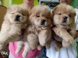 Purebred chow chow Puppies Available for sale whatsapp by text or call +33745567830 - Dublin Dogs, Puppies