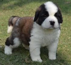 Adorable Saint Bernard Puppies Available for sale whatsapp by text or call +33745567830 - Dublin Dogs, Puppies