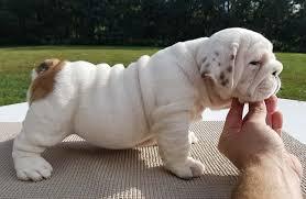 Stunning English Bulldog Puppies Available for sale whatsapp by text or call +33745567830 - Dublin Dogs, Puppies