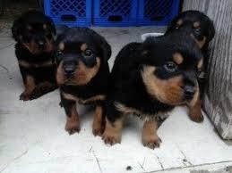Two Rottweiler Puppies For Re-homing whatsapp by text or call +33745567830 - Dublin Dogs, Puppies