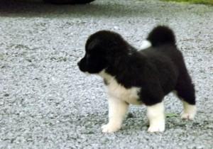 Cute Akita Puppies for Sale whatsapp by text or call +33745567830 - Dublin Dogs, Puppies