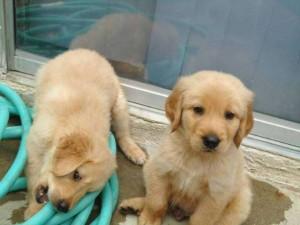 Purebred Golden Retriever Puppies for sale whatsapp by text or call +33745567830 - Dublin Dogs, Puppies