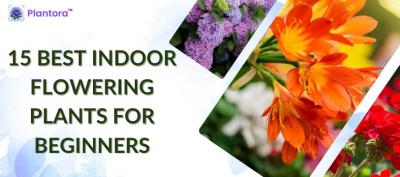Indoor Flowering Plants For Beginners - Singapore Region Other