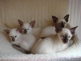Home Raise male and female Siamese kittens for sale whatsapp by text or call +33745567830 - London Cats, Kittens