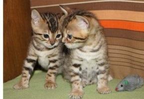 Bengal kittens for sale whatsapp by text or call +33745567830 - Vienna Cats, Kittens