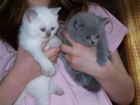 Well Train Male And Female British Shorthair Kittens For Sale whatsapp by text or call +33745567830 - Brussels Cats, Kittens