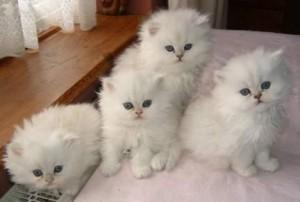 Lovely male and female Persian kittens ready for sale whatsapp by text or call +33745567830 - Vienna Cats, Kittens