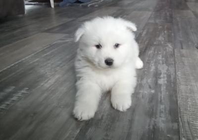 Adorable Samoyed Puppies for Sale. - Adelaide Dogs, Puppies