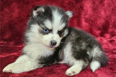 male & female Pomsky Puppies For Sale. - Adelaide Dogs, Puppies