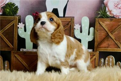 Cavalier King Charles Spaniel Puppies For Sale. - Adelaide Dogs, Puppies