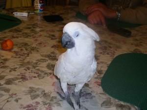 Sweet male and female Cockatoo Parrots for Sale whatsapp by text or call +33745567830 - London Birds