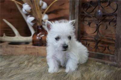 West Highland Terrier Westie Puppies For Sale. - Adelaide Dogs, Puppies