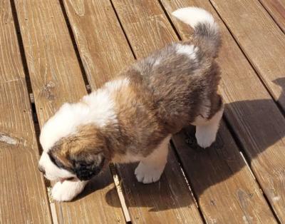 Beautiful Male & Female Saint Bernard Puppies for Sale. - Adelaide Dogs, Puppies