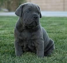 Nice looking male and female Cane Corso Puppies for sale whatsapp by text or call +33745567830