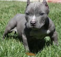 Home Trained Pitbull Puppies Available for sale whatsapp by text or call +33745567830 - Berlin Dogs, Puppies