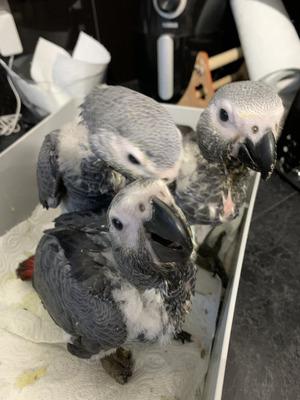 4 Beautiful Congo African Grey parrots available. - Adelaide Birds