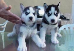 Charming Siberian Husky Puppies Available for sale whatsapp by text or call +33745567830 - Kuwait Region Dogs, Puppies