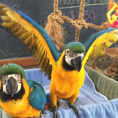 10 months old blue and gold Macaw Parrots for sale.k - Melbourne Birds