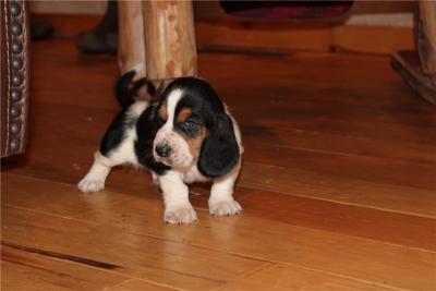 Adorable Basset Hound puppies for sale. - Adelaide Dogs, Puppies