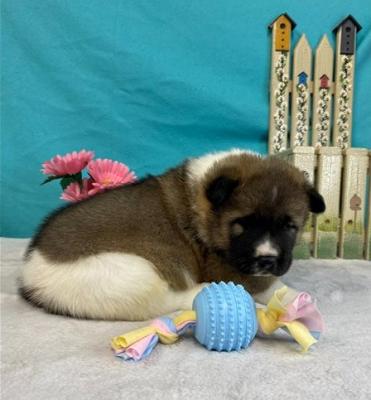 Reg.Akita puppies for sale.c - Melbourne Dogs, Puppies