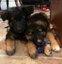 Super Cute & Adorable German Shepherd puppies for sale. - Adelaide Dogs, Puppies