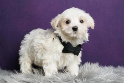 Awesome Teacup Maltese Puppies for Sale.y - Melbourne Dogs, Puppies