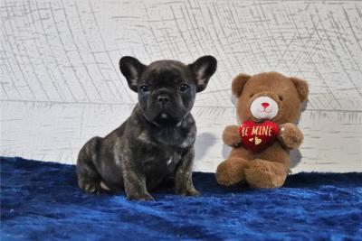 Stunning French Bulldog Puppies For Sale.h - Melbourne Dogs, Puppies