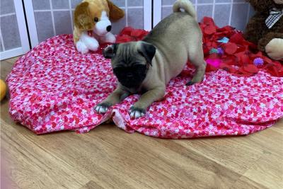 Top Quality Pug Puppies For Sale.m - Melbourne Dogs, Puppies