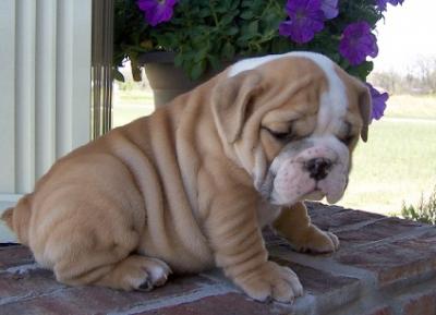 Affectionate English Bulldog Puppies For Sale. - Adelaide Dogs, Puppies