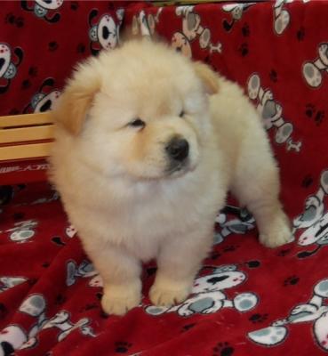 Charming & Beautiful Chow Chow puppies For sale.mb - Melbourne Dogs, Puppies