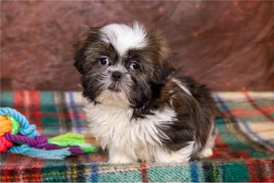 Charming & outstanding shih tzu Puppies For Sale.m - Melbourne Dogs, Puppies