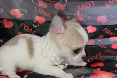 Lovely Chihuahua Puppies For Sale. - Adelaide Dogs, Puppies