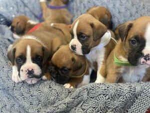 Awesome Boxer Puppies For Sale.bo - Melbourne Dogs, Puppies