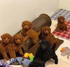 Toy poodle for sale in UAE  - Abu Dhabi Dogs, Puppies