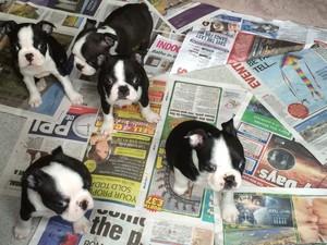  Adorable Boston Terrier puppies for sale.ad - Brisbane Dogs, Puppies
