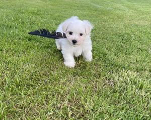 Purebred Bichon Frise Puppies for Sale. - Adelaide Dogs, Puppies