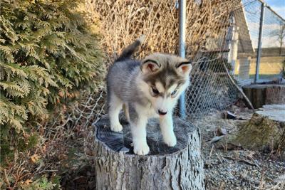 Quality reg Registered Siberian Husky puppies For Sale. - Adelaide Dogs, Puppies