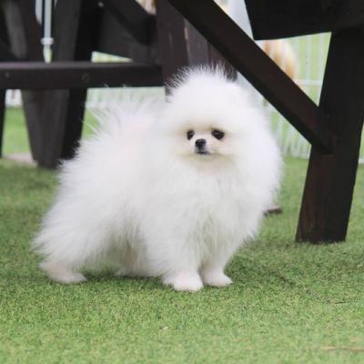 Toy Pomeranian Puppies for Sale in Nagpur - Nagpur Dogs, Puppies