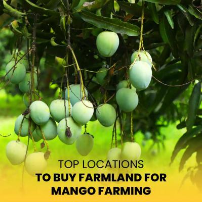 Mango Farming | Buy Mango Farmland in Chennai - M/S Holidays Farm - Chennai For Sale