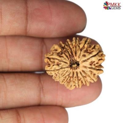 Buy 15 Mukhi Rudraksha Online at Best Price- Pmkk Gems - Bangalore Jewellery