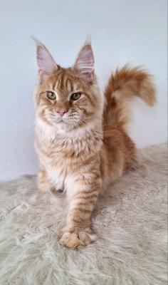 Maine coon kitty Boy ( Donald  - Perth Cats, Kittens
