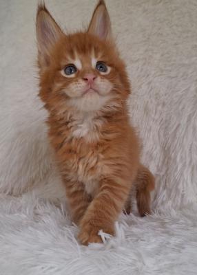 Maine coon kitty Boy ( Oxford - Perth Cats, Kittens