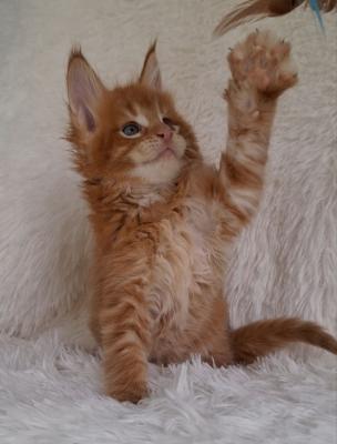 Maine coon kitty Boy ( Oxford - Perth Cats, Kittens