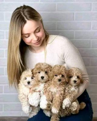 maltipoo  - Montreal Dogs, Puppies