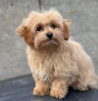 MALTIPOO PET - Vancouver Dogs, Puppies