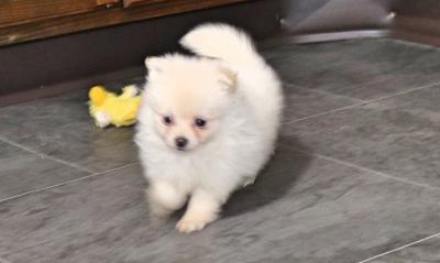 KC pomeranian Puppies 1 girl and 1 boy.l - Bristol Dogs, Puppies